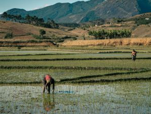 Farmers Working in Rice Fields of Madagascar