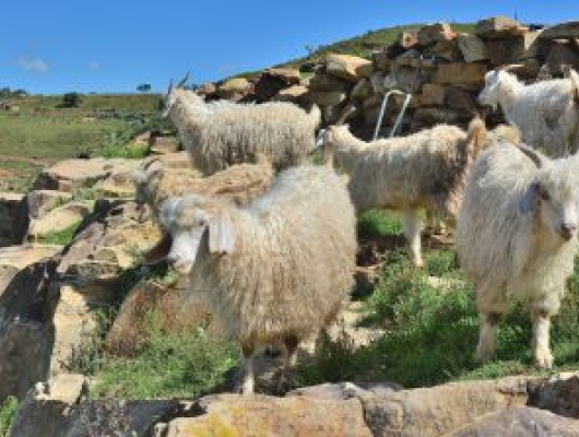 Flock of long haired goats in Lesotho