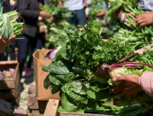 People arranging and holding bunches of fresh agroecological organic vegetables