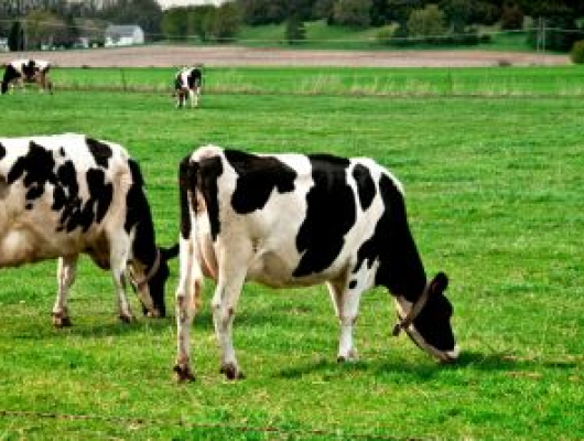 Two black-and-white cows grazing on a bright green grassy pasture, with one cow in the foreground lowering its head to eat grass and the second cow slightly behind.