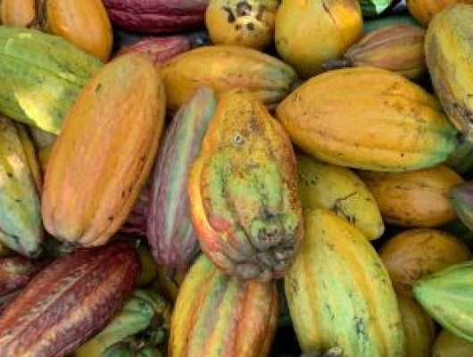Abundant Harvest of Vibrant Cacao Pods Outdoors
