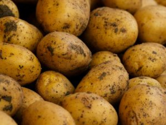 Close Up Photo of Potatoes