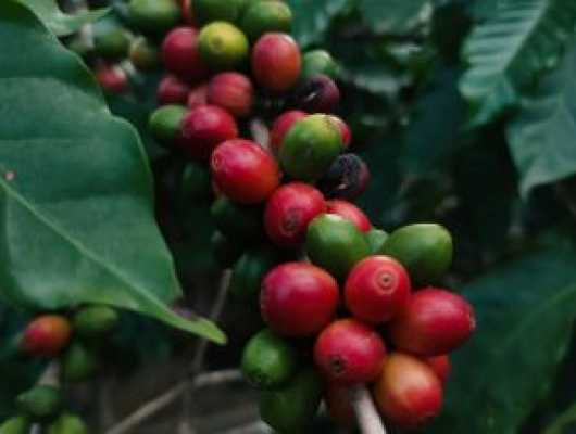 Close-up of red and green coffee cherries growing on a branch with dark green leaves