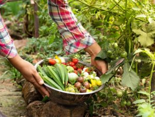Close-up of a person harvesting fresh vegetables, placing a variety of produce into a metal bowl in a garden.