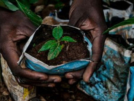 Hands gently holding soil while planting a small green seedling, wrapped in a blue plastic grow bag, symbolizing early-stage crop cultivation and sustainable agriculture.